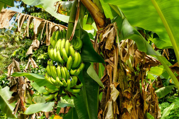 istock Bunch of green bananas on a tree 692423240