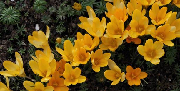 żółte krokusy kwitnące - snow crocus flower spring zdjęcia i obrazy z banku zdjęć