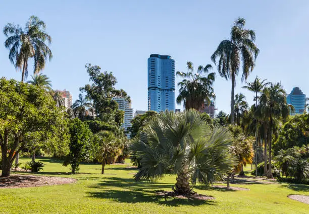 Photo of Brisbane city botanic gardens