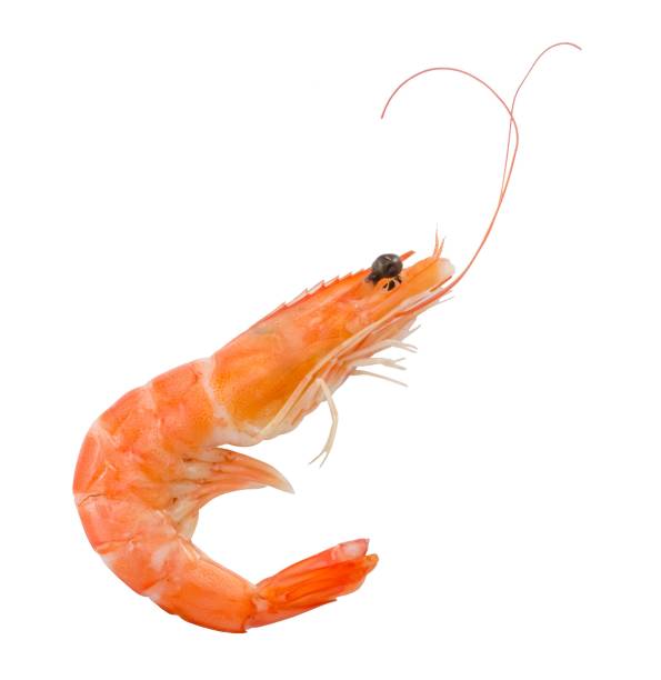 istock Prawns or Tiger Shrimps in White Background 692435756