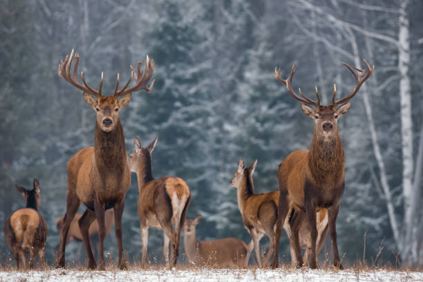 Winter Wildlife Landscape With Two Noble Deer.Noble Deer With Large Branched Horns On The Background Of A Snow-Covered Birch Forest. Two Deer Close-Up, Artistic View.Two Trophy Deer On The Background Of The Forest, An Ideal Prey For The Hunter And Advertising.Adult deer with big beautiful horns on snowy field on forest background.Red Deer Stag (Cervus elaphus) on the Winter Snow gemelos. invierno fauna paisaje con dos noble ciervo (cervus elaphus). ciervos con grandes cuernos ramificados en el fondo de bosque de abedul cubiertos de nieve. dos despedidas de soltero vista primer plano, artística. dos ciervos trofeo
