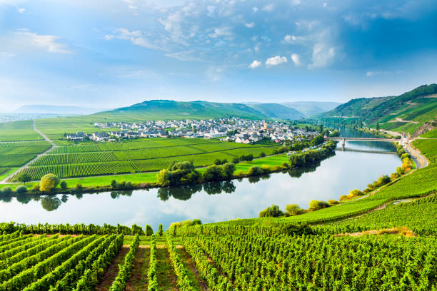 istock famous Moselle Sinuosity with vineyards 692438152