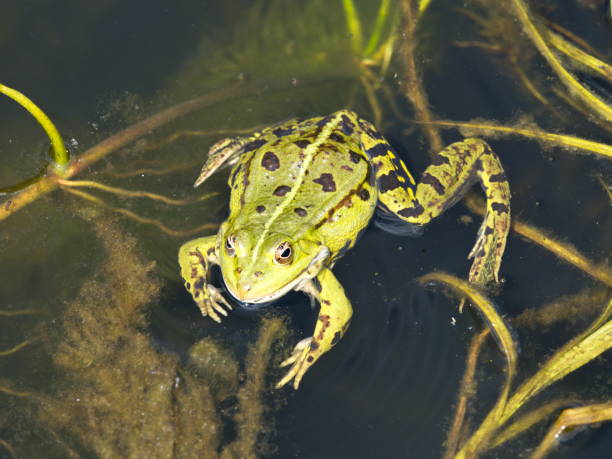 istock Frog skins - Frog shed its skin 692438828