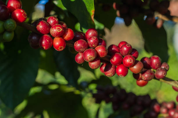 istock Coffee cherries , coffee beans ripening on coffee tree 692441610