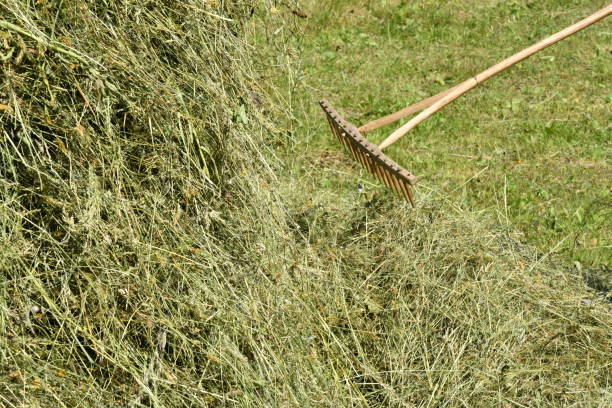 istock stocked hay on the meadow 692441758