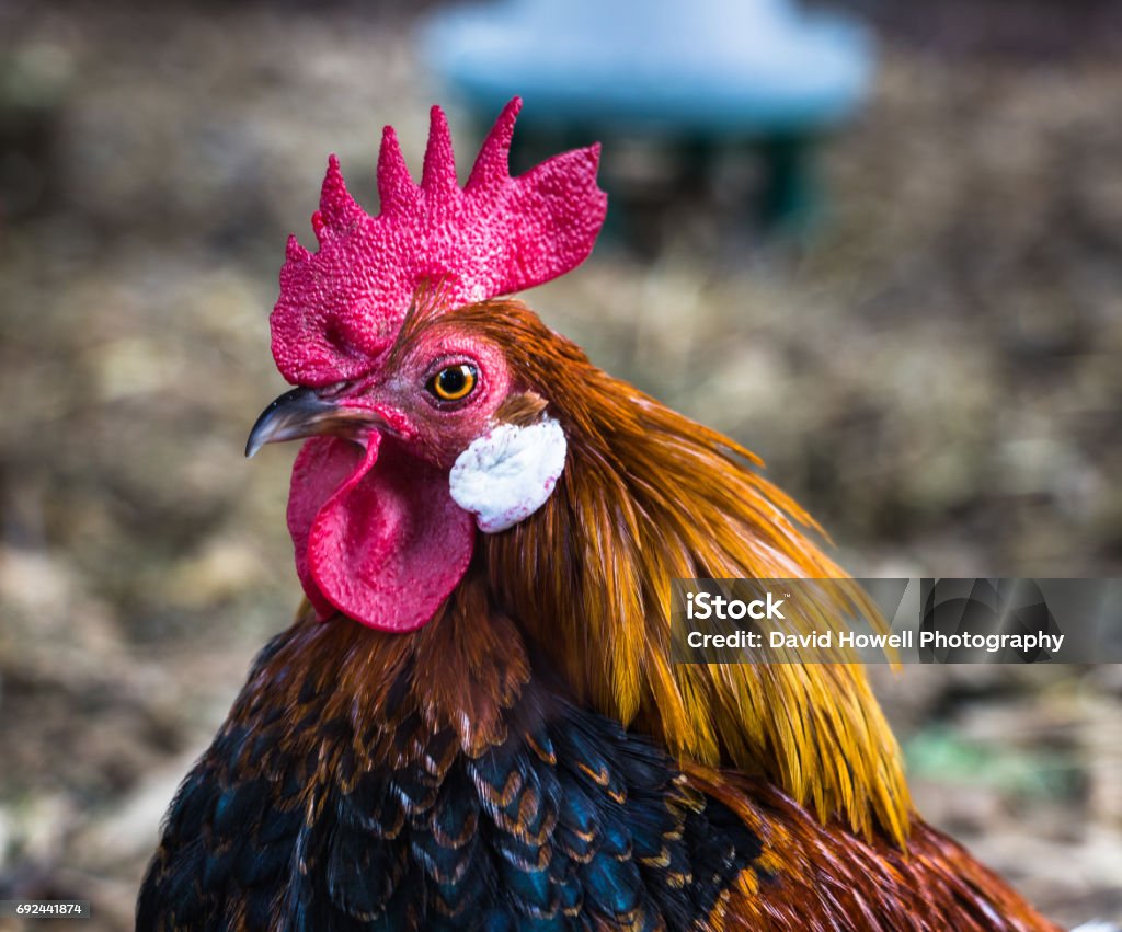 Colourful Chicken Beautiful colours on a close up of a chicken. Agriculture Stock Photo