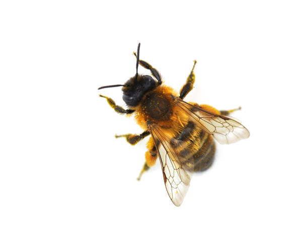 Red Mason bee The wild bee Osmia bicornis red mason bee isolated on white background bee photos stock pictures, royalty-free photos & images