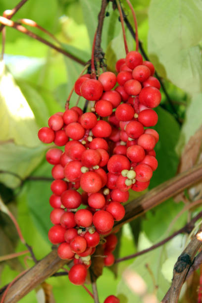 istock branch of red ripe schisandra 692444762