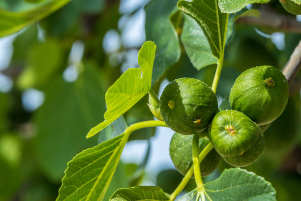 feigen auf einem feigenbaum - nutritian stock-fotos und bilder