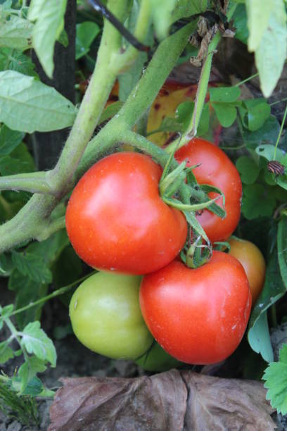 istock red tomatos in the bush 692444954