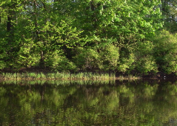 istock Quiet pond in the park. Early summer. 692448792