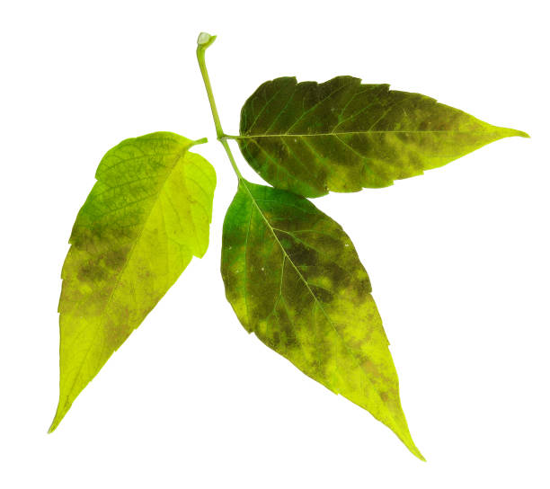Young Poison Ivy vine with leaves in grouping of three, with characteristic projections on the leaves. Photo taken in Gainesville, Florida