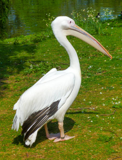 istock A pelican relaxes at the park under the sun 692452382