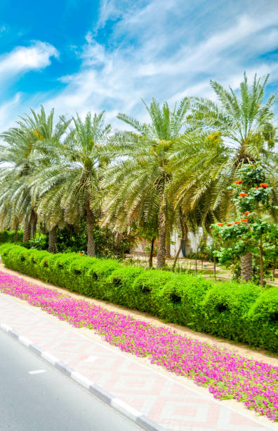 istock Relaxing palm trees under the sun in Dubai 692452386