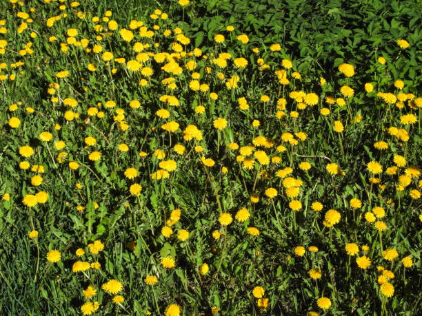 istock Morning, flowers wake up. 692452610