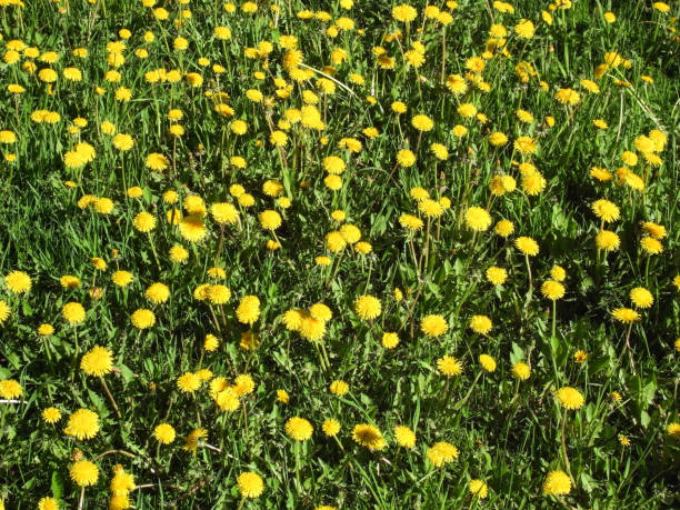 istock Morning, flowers wake up. 692452612