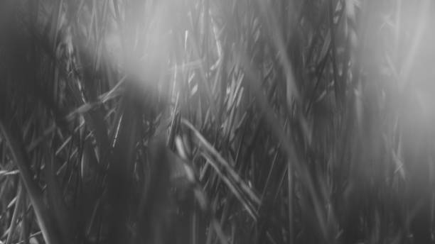 Pure environmental wild vegetable life textured pattern in neutral color overhead shot