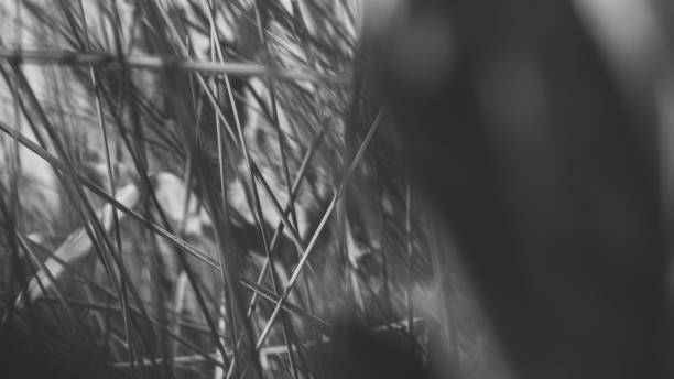 istock Pure environmental wild vegetable life textured pattern in neutral color overhead shot 692453140