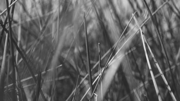 istock Pure environmental wild vegetable life textured pattern in neutral color overhead shot 692453144