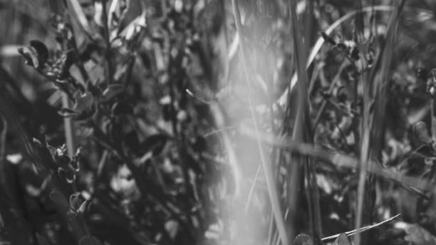 istock Pure environmental wild vegetable life textured pattern in neutral color overhead shot 692453150