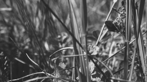 istock Pure environmental wild vegetable life textured pattern in neutral color overhead shot 692453154