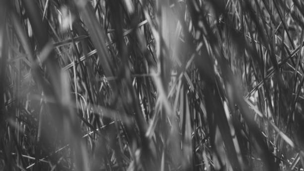 istock Pure environmental wild vegetable life textured pattern in neutral color overhead shot 692453156