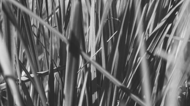 istock Pure environmental wild vegetable life textured pattern in neutral color overhead shot 692453168