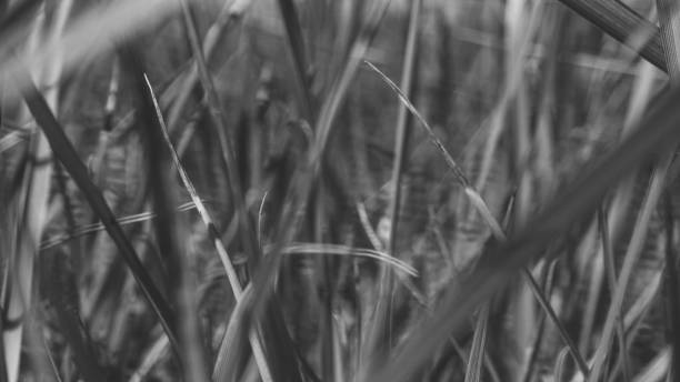 istock Pure environmental wild vegetable life textured pattern in neutral color overhead shot 692453172