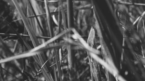 istock Pure environmental wild vegetable life textured pattern in neutral color overhead shot 692453188