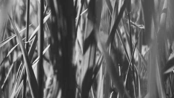 istock Pure environmental wild vegetable life textured pattern in neutral color overhead shot 692453190