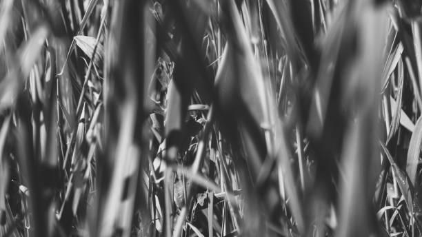 istock Pure environmental wild vegetable life textured pattern in neutral color overhead shot 692453192