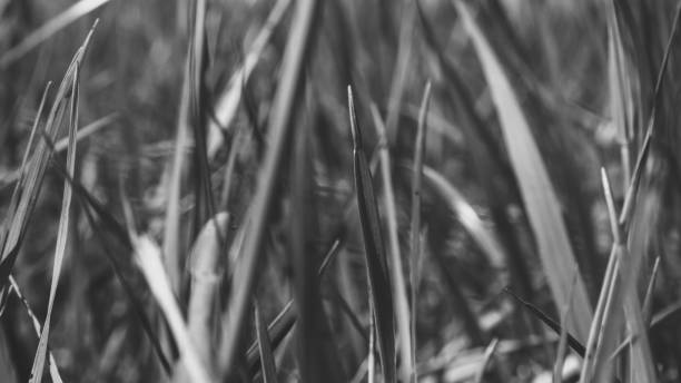 istock Pure environmental wild vegetable life textured pattern in neutral color overhead shot 692453206