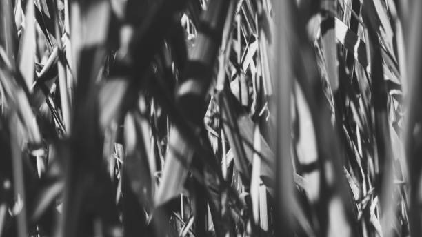 istock Pure environmental wild vegetable life textured pattern in neutral color overhead shot 692453208