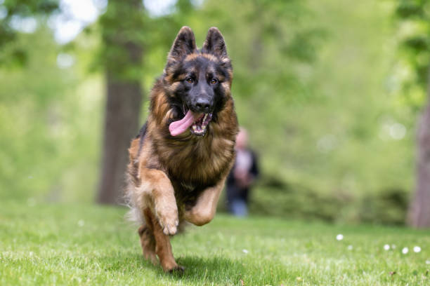 german shepherd dog - nordic running imagens e fotografias de stock