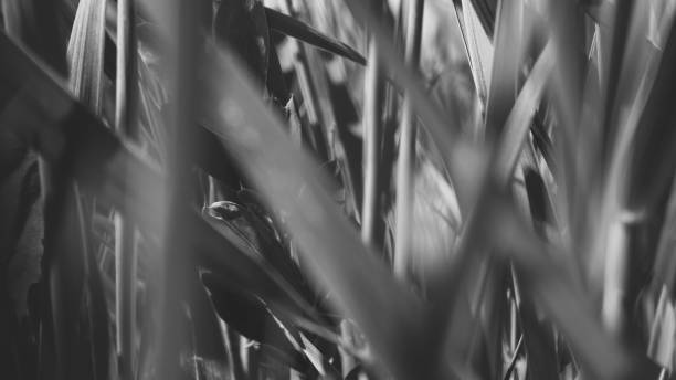 istock Pure environmental wild vegetable life textured pattern in neutral color overhead shot 692453308