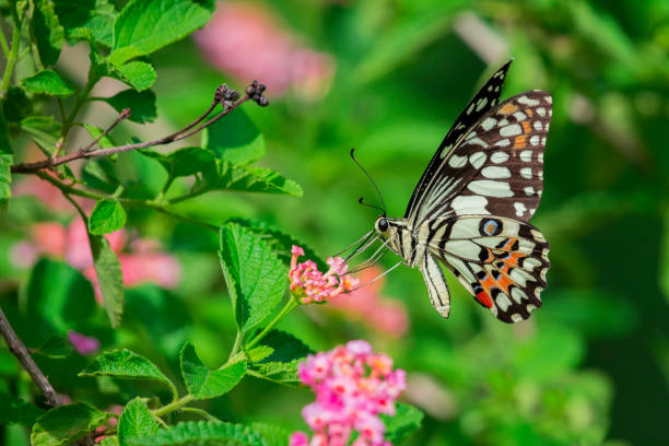 istock Beautiful butterfly perched on a flower. Insect Animals. 692455626