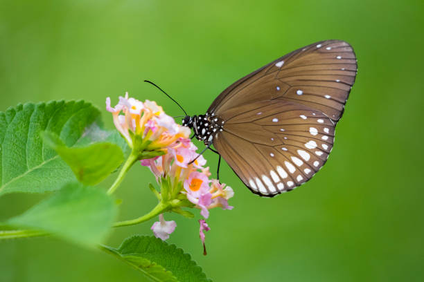 istock Beautiful butterfly perched on a flower. Insect Animals. 692455632