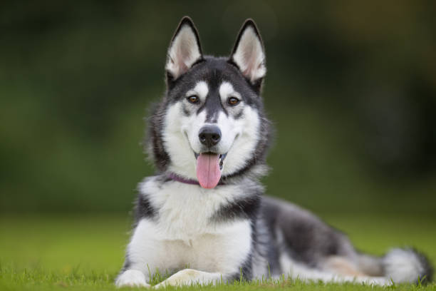 istock Young siberian husky dog 692455670