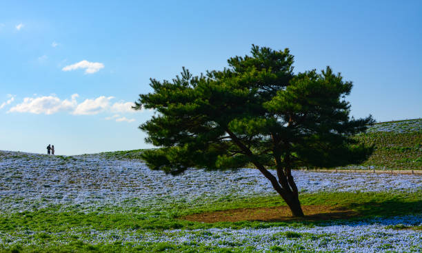 Single pine tree in a big field of baby blue eyes nemophila flowers at Hitachi Seaside Park in Japan A single pine tree stands in contrast to an open field of countless baby blue eyes flowers while a couple on a distant hill enjoys a walk through the spring scenery. ibaraki prefecture stock pictures, royalty-free photos & images