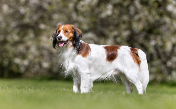 istock Dog in garden 692456320