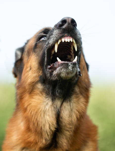 istock Dog outdoors in nature 692458640