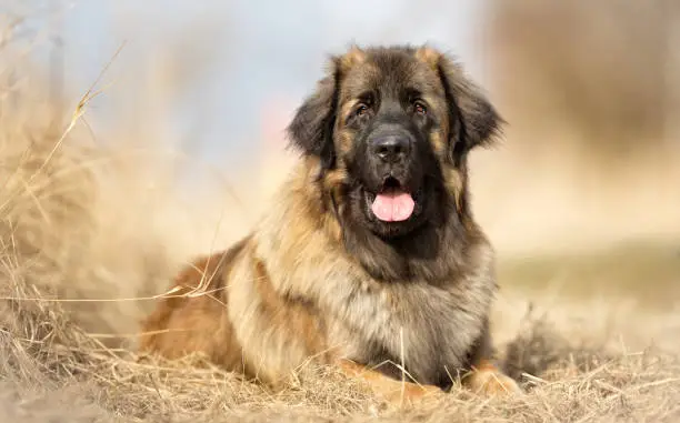 Healthy purebred dog photographed outdoors in the nature on a sunny day.