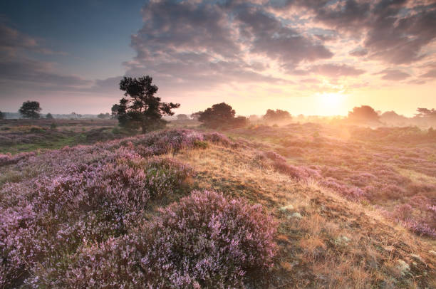 istock beautiful misty summer sunrise over heathland 692458984