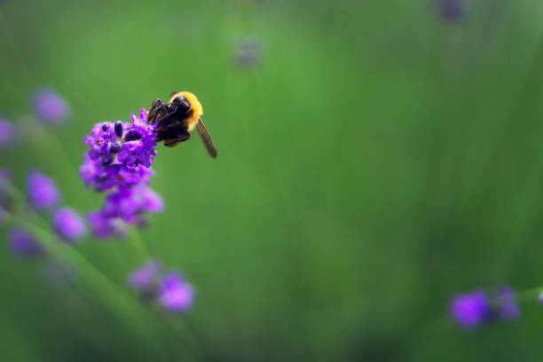Closeup violet lavender flowers with bee on field at Kawaguchiko, Japan