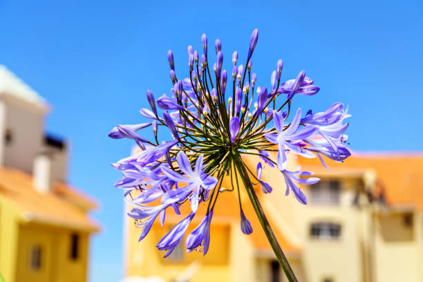 istock Purple flower in Algarve 692462046