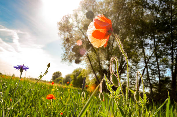 red poppy seed blossoms on spring meadow