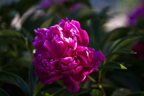 istock Peony flower, close-up 692462272