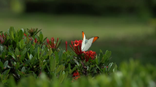 Yellow Butterfly On Red Flower