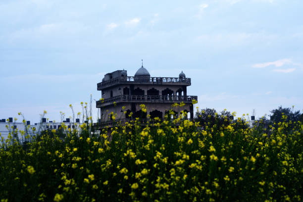 istock Old temple building near the mustard crop 692465168