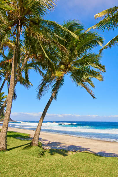 istock Grande Anse palm trees on morning - Reunion Island 692466344